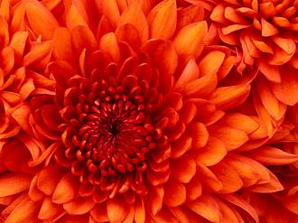 /Files/images/Chrysanthemum.jpg
